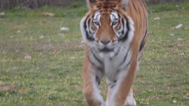tigre 