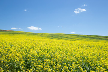 Fototapeta premium Yellow canola flower field