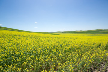 Fototapeta premium Yellow canola flower field