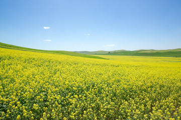 Fototapeta premium Yellow canola flower field