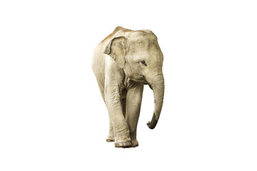 Naklejka premium Asia elephant jungle in Thailand