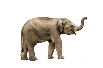 Foto op Plexiglas Azië olifant op geïsoleerde witte achtergrond © th.panyawachiropas