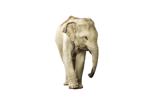 Fototapeta Asia elephant jungle in Thailand