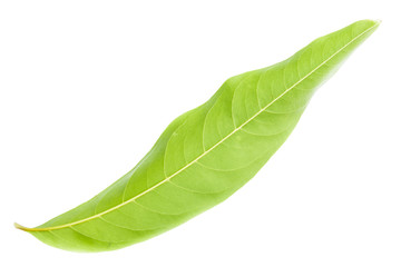  Green leaf. Isolated on a white.