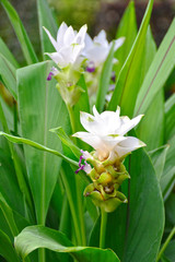 Curcuma alismatifolia blooming.