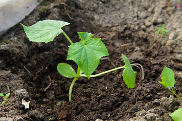 cucumber seedlings