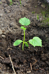 cucumber seedlings