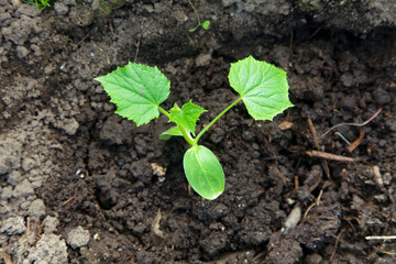 cucumber seedlings