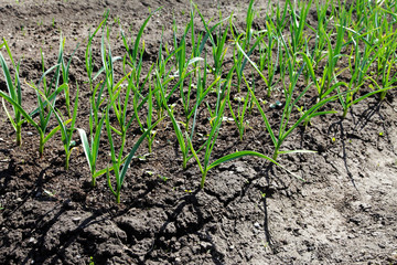 garlic sprouts