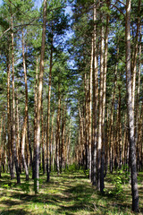 walkway in the pine forest