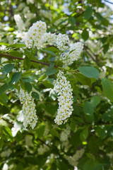 Flowers bird cherry against the sky