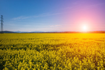 Sunset above colza field