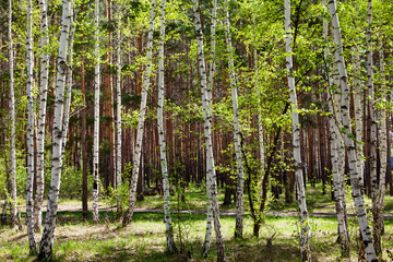 birch forest in the early spring