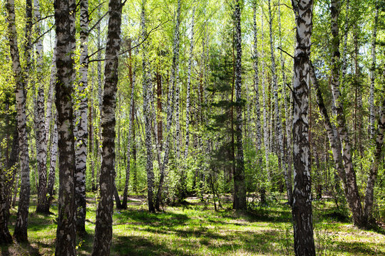 Fototapeta birch forest in the early spring