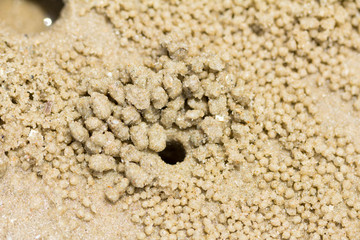 Small crabs on the beach