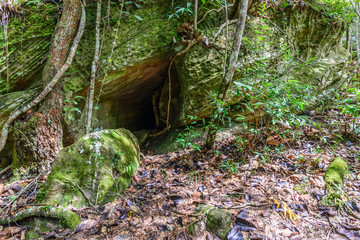 Moss covered of cave in rainforest.