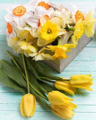 Background with fresh  yellow tulips and narcissus