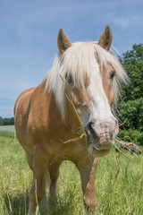 Obraz premium haflinger