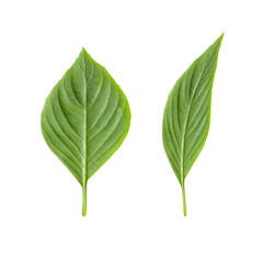 leaves isolated ,on white background