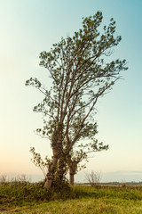 Obraz premium Autumn tree at sunset
