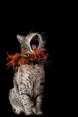 Halloween Cat with Orange and Black Collar Howling