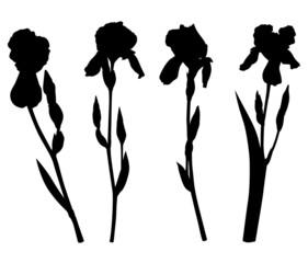 Set silhouette of iris pogon