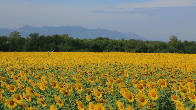 Sunflower   fields yellow bloom in  agriculture area ,Video HD