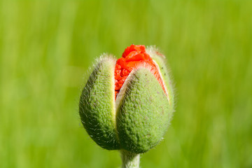 Obraz premium Poppy flower emerging from bud