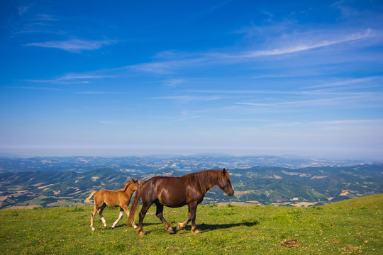Cavalli a passeggio nell'appennino umbro