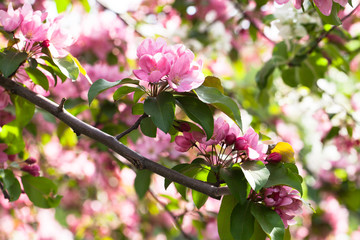 Fototapeta na wymiar Blossoming pink apple