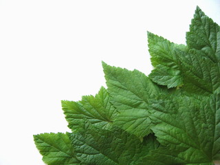 листья узоры фон белый