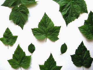 листья узоры фон белый