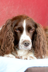 English Springer Spaniel dog portrait