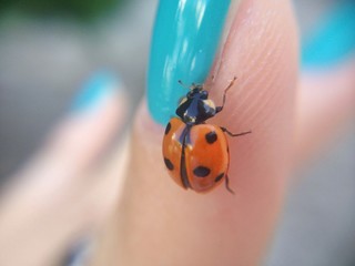 Coccinella