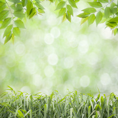  fresh green leaves  natural green background