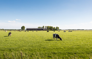 Peacefully grazing cows in a large meadow