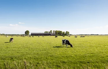 Selbstklebende Fototapete Kuh Friedlich grasende Kühe auf einer großen Wiese