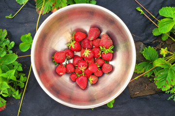 Fresh strawberries in rustic iron bowl. Gathering berries
