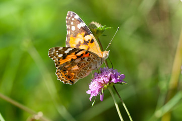 Farfalla Vanessa Cardui