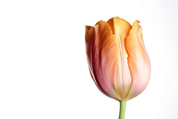 Orange Tulip Flower on White