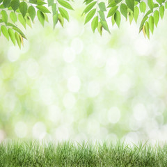 Fototapeta na wymiar fresh green leaves natural green background