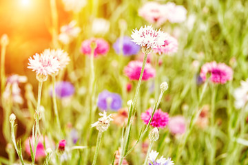 Colorful flowers