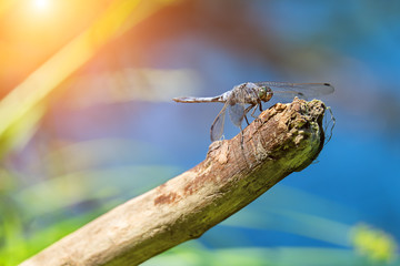 Dragonfly