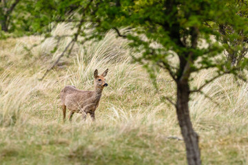 Roe deer (Capreolus capreolus) in its natural habitat.