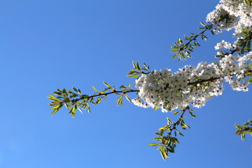 Kirschblüte