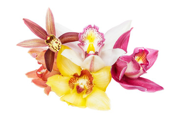 Naklejka na ściany i meble Group of beautiful cymbidium flower orchid close up isolated on