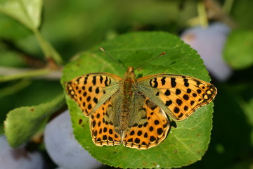 Butterfly