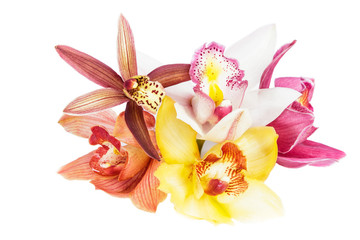 Obraz na płótnie Canvas Group of beautiful cymbidium flower orchid close up isolated on