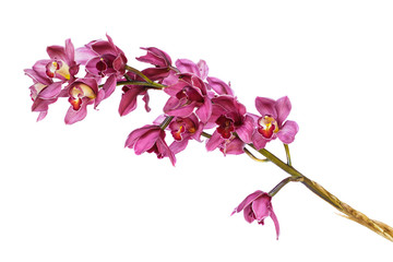 Beautiful purple cymbidium flower orchid close up isolated on wh