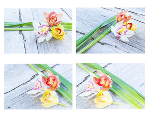 Collection of cymbidium flower orchid close up  for background u